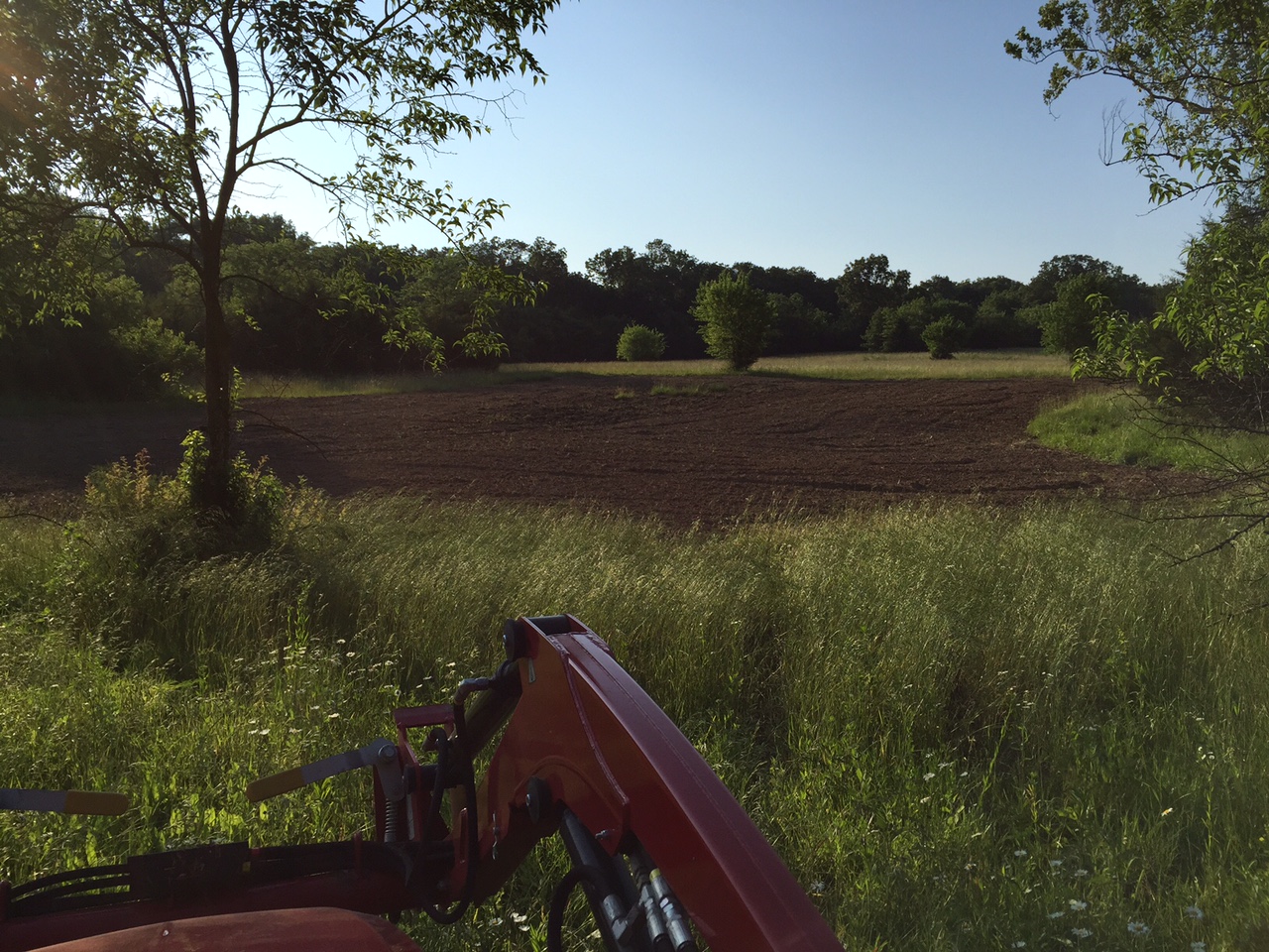 Attached picture Food Plot Milo and beans.JPG